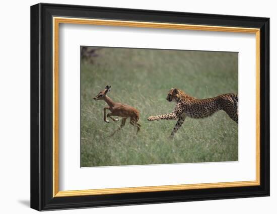 Cheetah Chasing Impala Foal in Grass-DLILLC-Framed Photographic Print