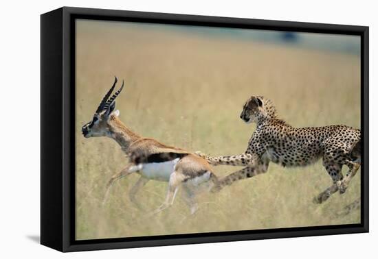 Cheetah Chasing Thomson's Gazelle-Paul Souders-Framed Premier Image Canvas