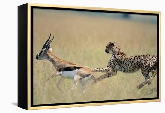 Cheetah Chasing Thomson's Gazelle-Paul Souders-Framed Premier Image Canvas