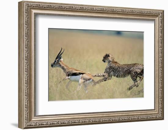 Cheetah Chasing Thomson's Gazelle-Paul Souders-Framed Photographic Print