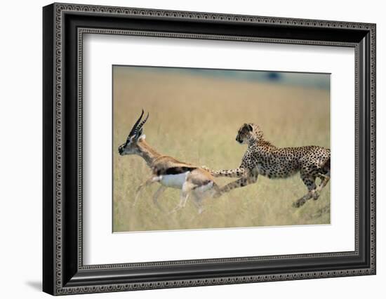 Cheetah Chasing Thomson's Gazelle-Paul Souders-Framed Photographic Print