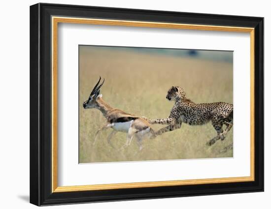 Cheetah Chasing Thomson's Gazelle-Paul Souders-Framed Photographic Print