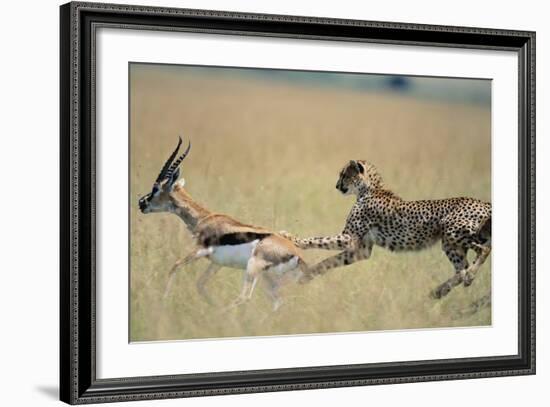 Cheetah Chasing Thomson's Gazelle-Paul Souders-Framed Photographic Print