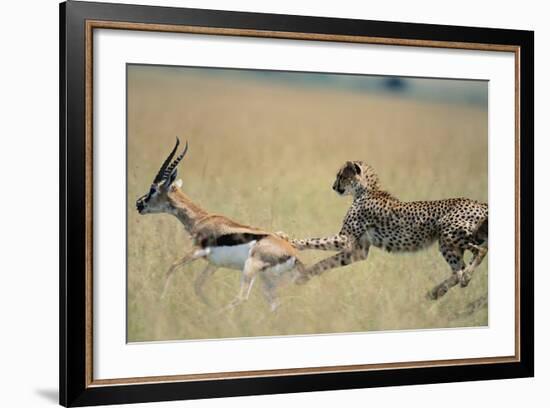 Cheetah Chasing Thomson's Gazelle-Paul Souders-Framed Photographic Print