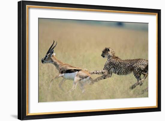 Cheetah Chasing Thomson's Gazelle-Paul Souders-Framed Photographic Print