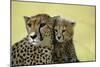 Cheetah, Close-Up of Mother and Cub-null-Mounted Photographic Print