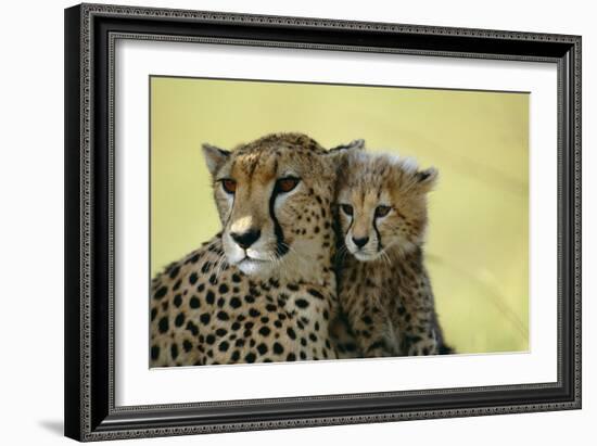 Cheetah, Close-Up of Mother and Cub-null-Framed Photographic Print