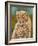 Cheetah Cub 3-David Stribbling-Framed Art Print