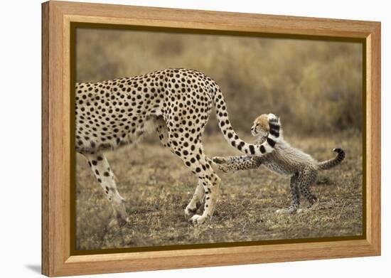 Cheetah Cub and Mother-Paul Souders-Framed Premier Image Canvas