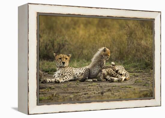 Cheetah Cub and Mother-Paul Souders-Framed Premier Image Canvas