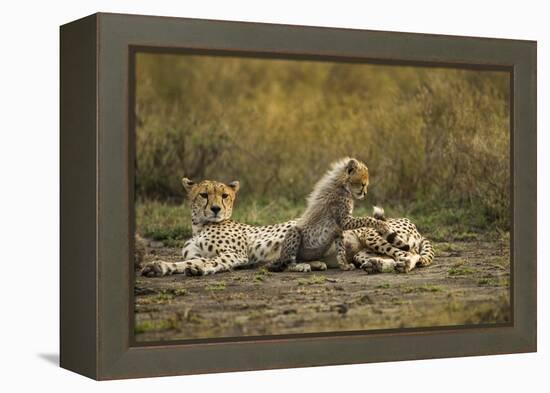 Cheetah Cub and Mother-Paul Souders-Framed Premier Image Canvas