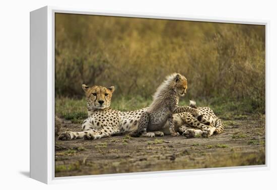Cheetah Cub and Mother-Paul Souders-Framed Premier Image Canvas
