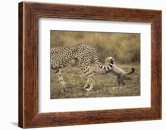 Cheetah Cub and Mother-Paul Souders-Framed Photographic Print