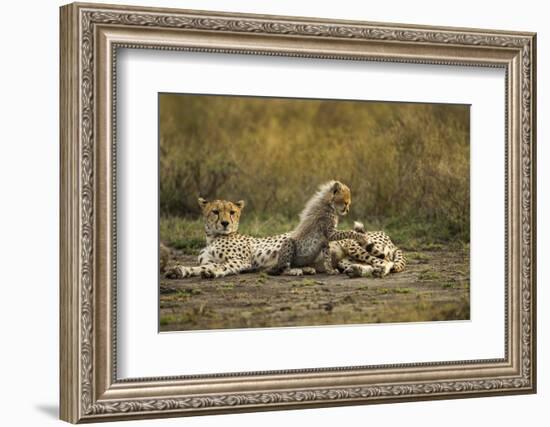 Cheetah Cub and Mother-Paul Souders-Framed Photographic Print