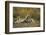 Cheetah Cub and Mother-Paul Souders-Framed Photographic Print