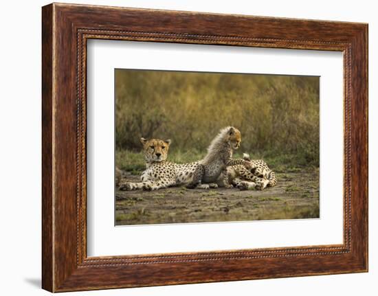 Cheetah Cub and Mother-Paul Souders-Framed Photographic Print