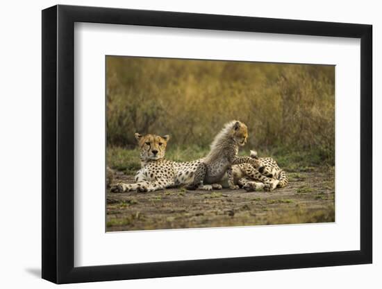 Cheetah Cub and Mother-Paul Souders-Framed Photographic Print