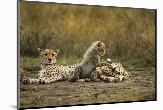 Cheetah Cub and Mother-Paul Souders-Mounted Photographic Print