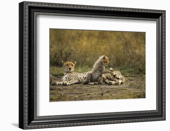 Cheetah Cub and Mother-Paul Souders-Framed Photographic Print