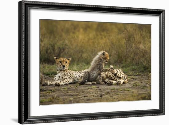 Cheetah Cub and Mother-Paul Souders-Framed Photographic Print