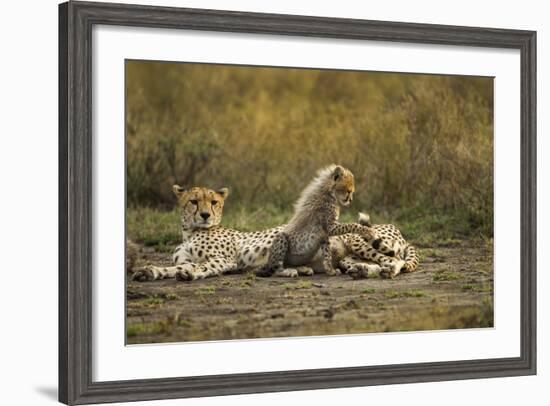 Cheetah Cub and Mother-Paul Souders-Framed Photographic Print