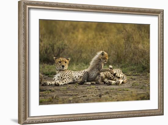 Cheetah Cub and Mother-Paul Souders-Framed Photographic Print