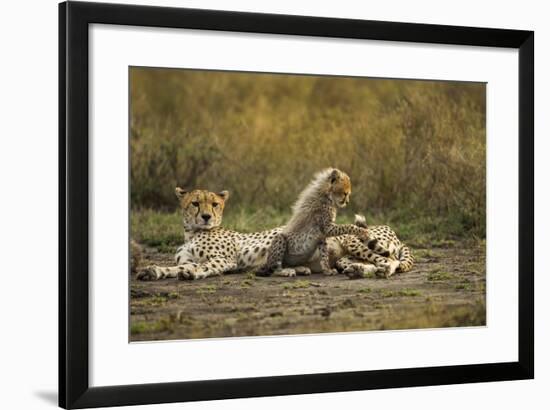 Cheetah Cub and Mother-Paul Souders-Framed Photographic Print