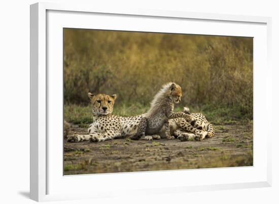 Cheetah Cub and Mother-Paul Souders-Framed Photographic Print