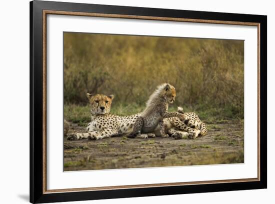 Cheetah Cub and Mother-Paul Souders-Framed Photographic Print