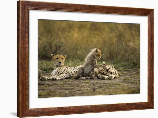 Cheetah Cub and Mother-Paul Souders-Framed Photographic Print