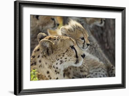 Cheetah Cub and Mother-Paul Souders-Framed Photographic Print