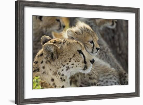 Cheetah Cub and Mother-Paul Souders-Framed Photographic Print