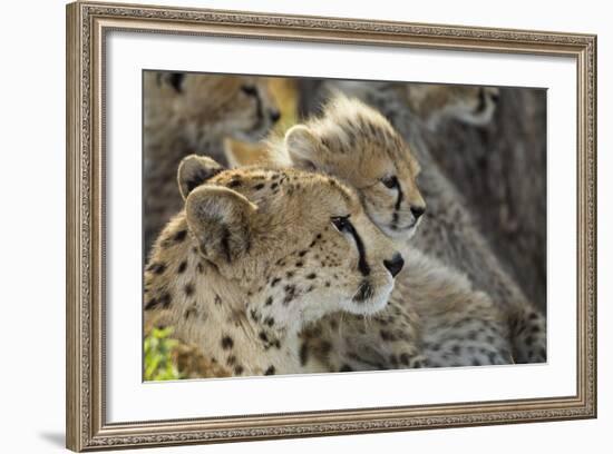 Cheetah Cub and Mother-Paul Souders-Framed Photographic Print