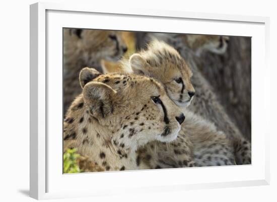 Cheetah Cub and Mother-Paul Souders-Framed Photographic Print