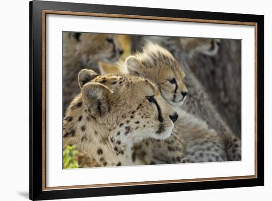 Cheetah Cub and Mother-Paul Souders-Framed Photographic Print