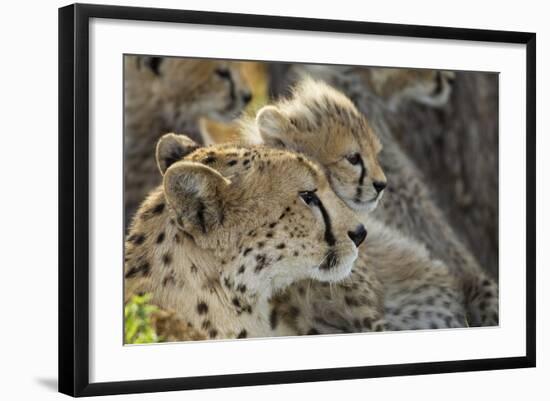 Cheetah Cub and Mother-Paul Souders-Framed Photographic Print