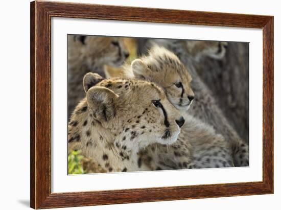 Cheetah Cub and Mother-Paul Souders-Framed Photographic Print