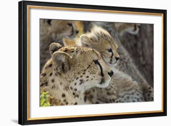 Cheetah Cub and Mother-Paul Souders-Framed Photographic Print