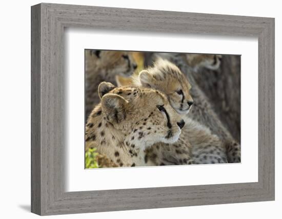 Cheetah Cub and Mother-Paul Souders-Framed Photographic Print