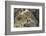 Cheetah Cub and Mother-Paul Souders-Framed Photographic Print