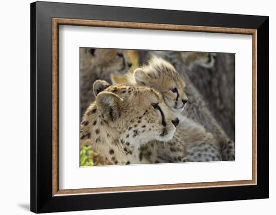 Cheetah Cub and Mother-Paul Souders-Framed Photographic Print