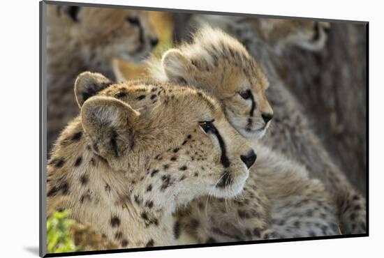 Cheetah Cub and Mother-Paul Souders-Mounted Photographic Print