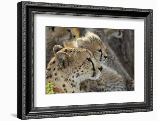 Cheetah Cub and Mother-Paul Souders-Framed Photographic Print