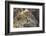 Cheetah Cub and Mother-Paul Souders-Framed Photographic Print