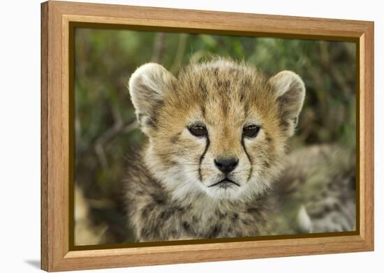 Cheetah Cub at Ngorongoro Conservation Area, Tanzania-Paul Souders-Framed Premier Image Canvas