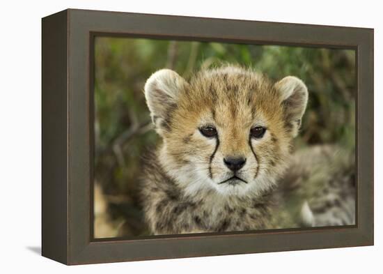 Cheetah Cub at Ngorongoro Conservation Area, Tanzania-Paul Souders-Framed Premier Image Canvas