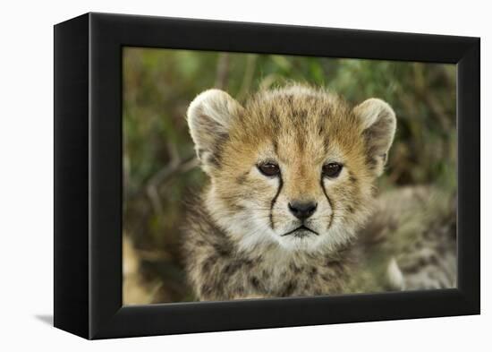 Cheetah Cub at Ngorongoro Conservation Area, Tanzania-Paul Souders-Framed Premier Image Canvas