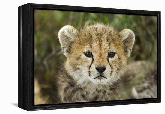 Cheetah Cub at Ngorongoro Conservation Area, Tanzania-Paul Souders-Framed Premier Image Canvas