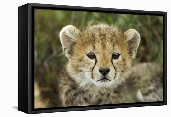 Cheetah Cub at Ngorongoro Conservation Area, Tanzania-Paul Souders-Framed Premier Image Canvas