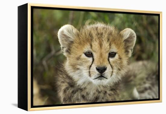 Cheetah Cub at Ngorongoro Conservation Area, Tanzania-Paul Souders-Framed Premier Image Canvas